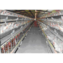 La jaula de pollo Steel Poultry Chicken